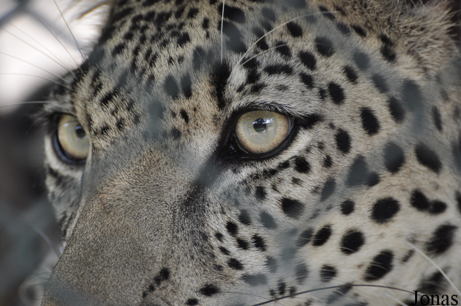 Panthera pardus nimr