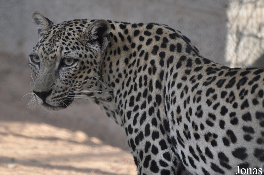 Panthera pardus nimr