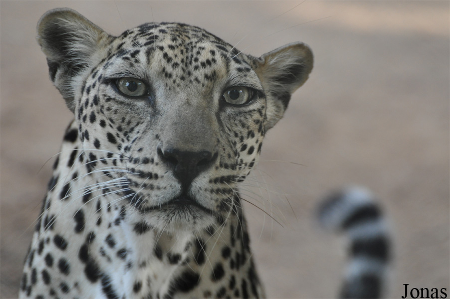 Panthera pardus nimr