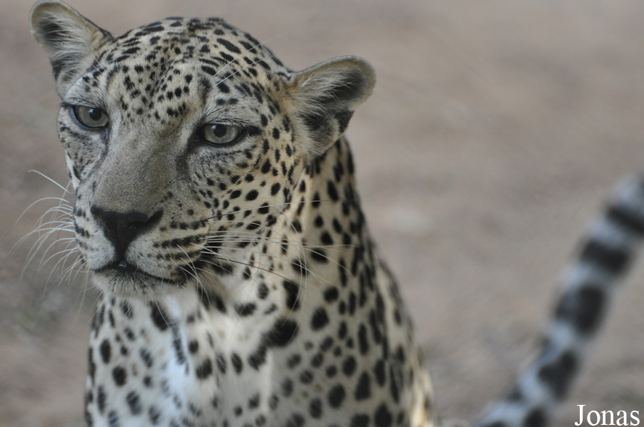Panthera pardus nimr