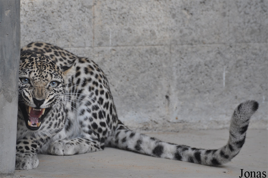Panthera pardus nimr