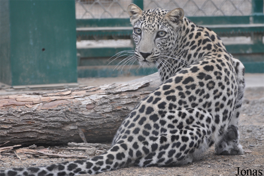 Panthera pardus nimr