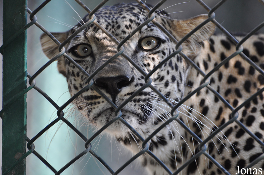 Panthera pardus nimr