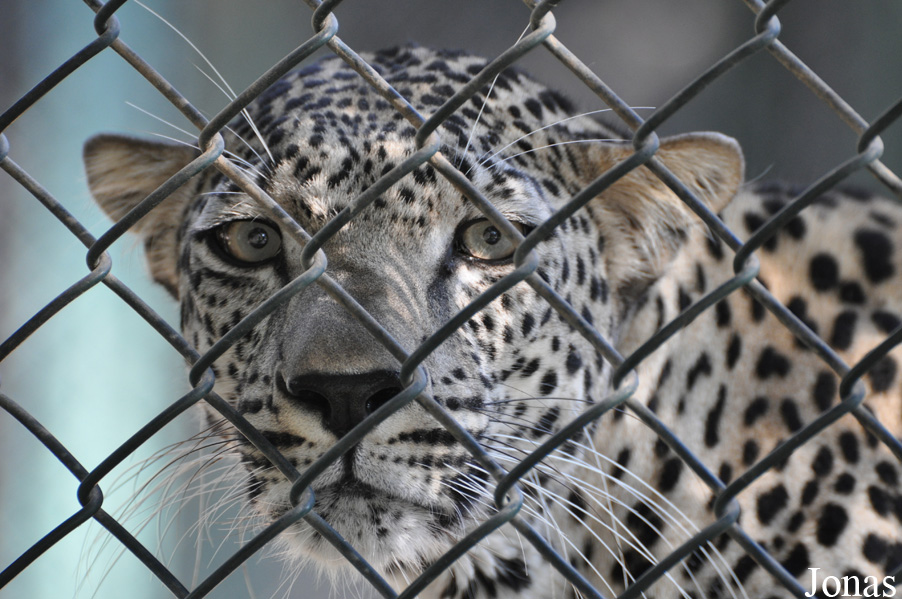 Panthera pardus nimr