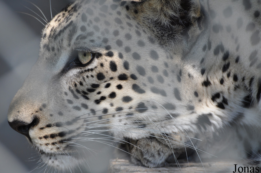 Panthera pardus nimr