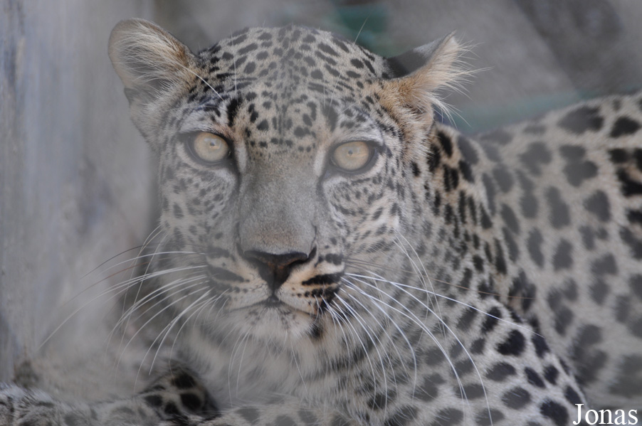 Panthera pardus nimr