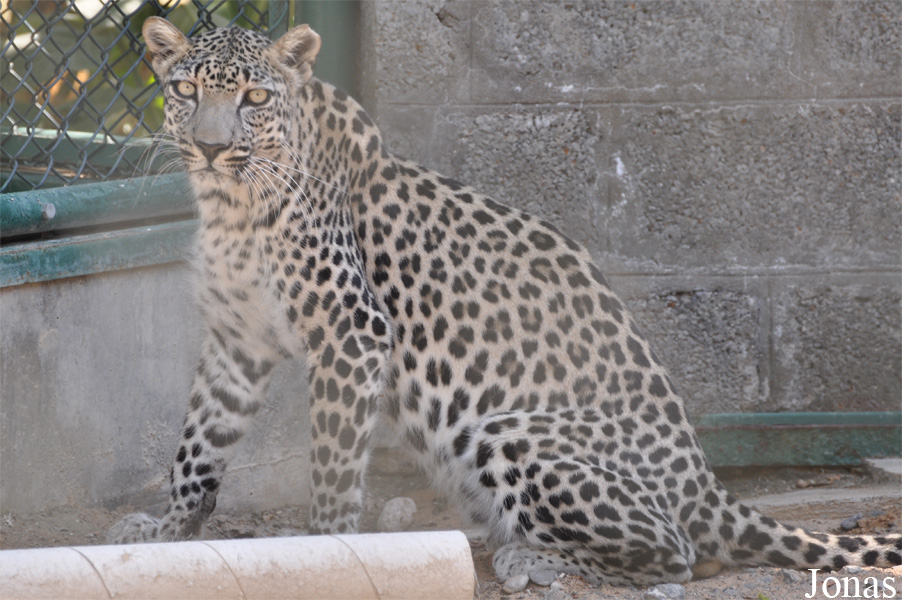 Panthera pardus nimr