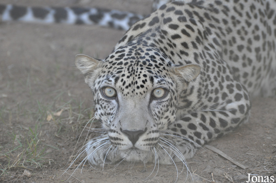 Panthera pardus nimr