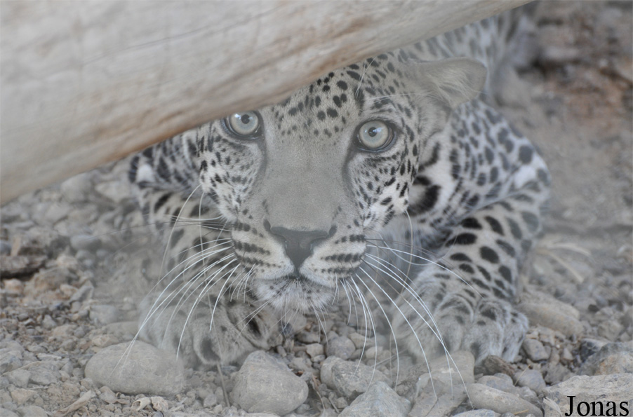 Panthera pardus nimr