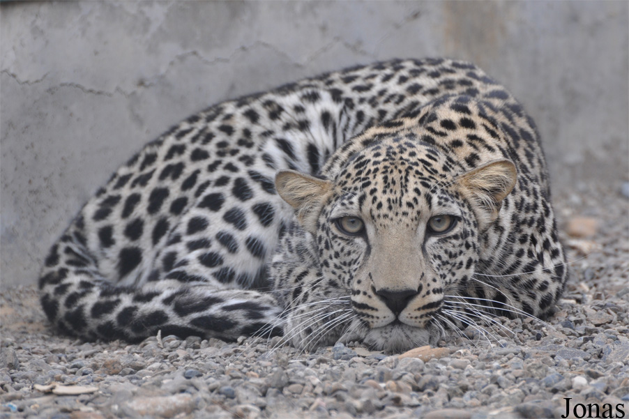 Panthera pardus nimr