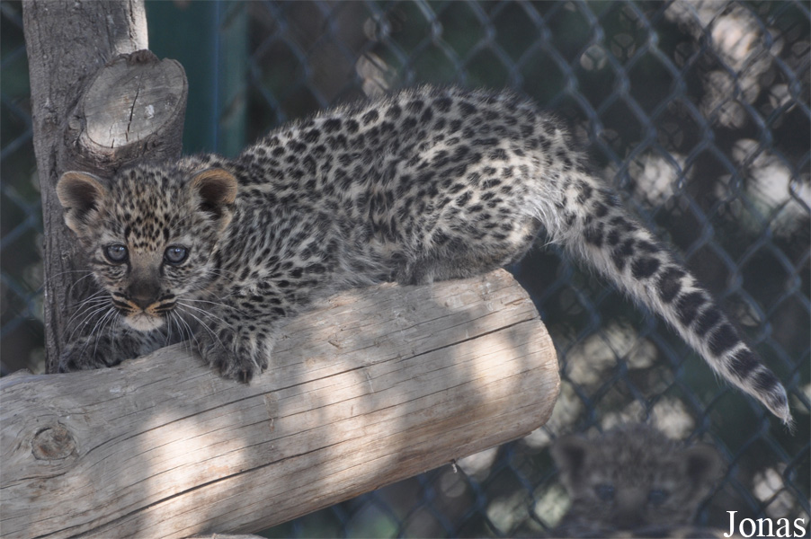 Panthera pardus nimr