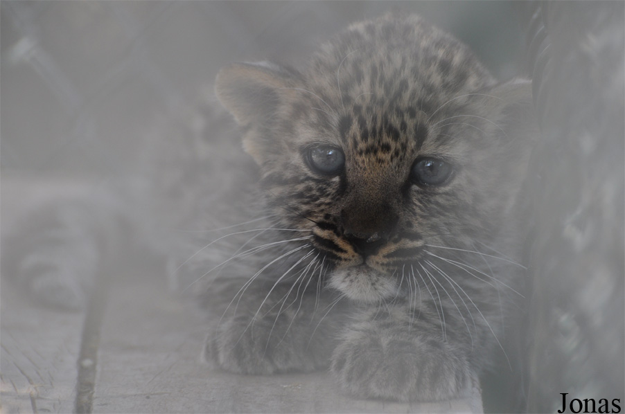 Panthera pardus nimr