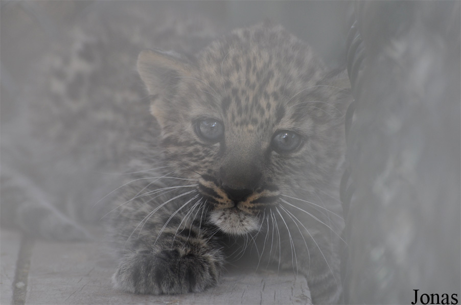 Panthera pardus nimr