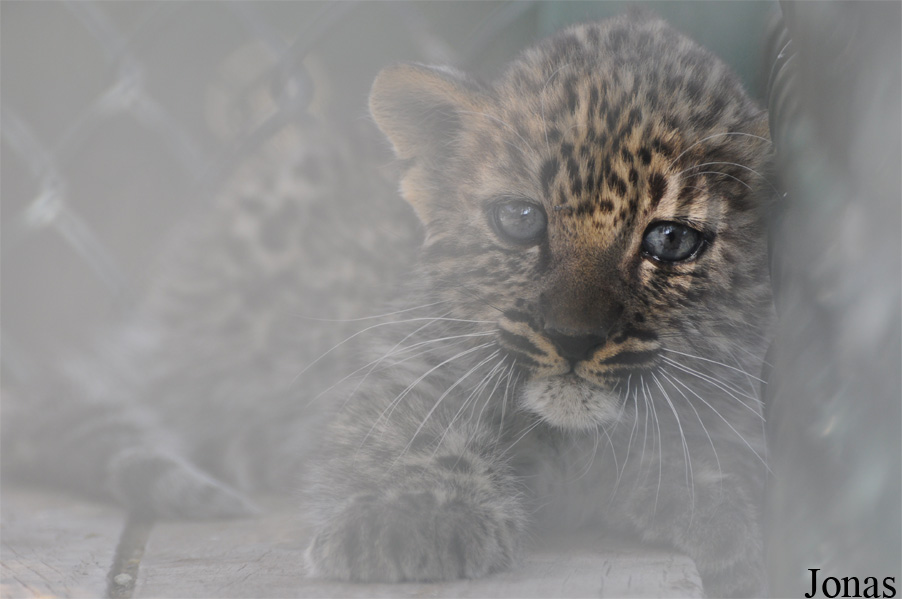 Panthera pardus nimr