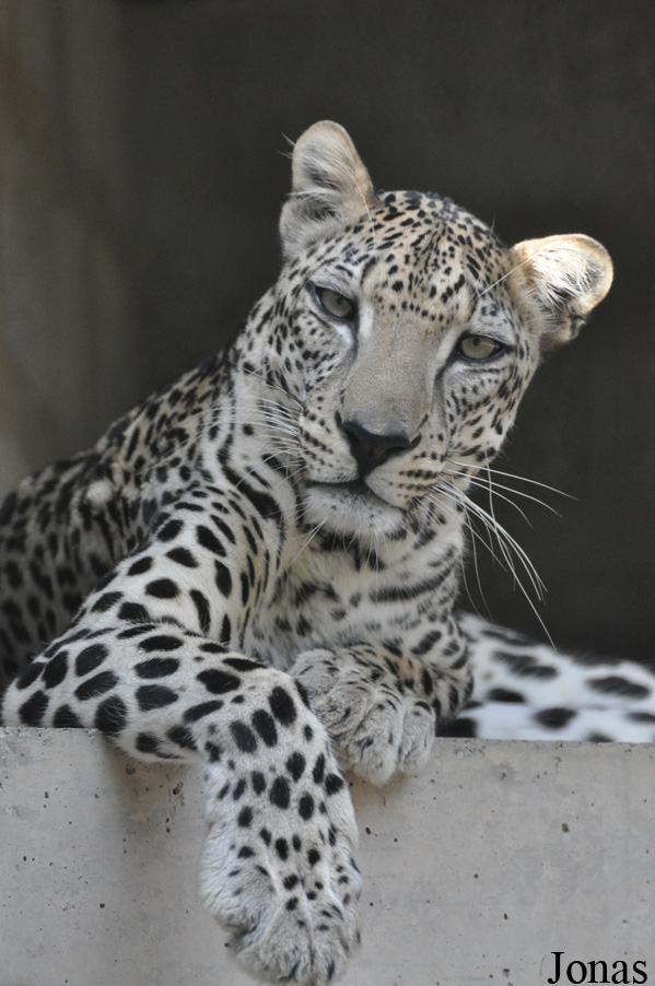 Panthera pardus nimr