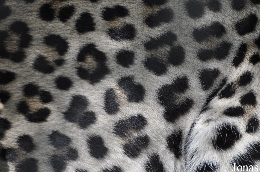 Panthera pardus nimr