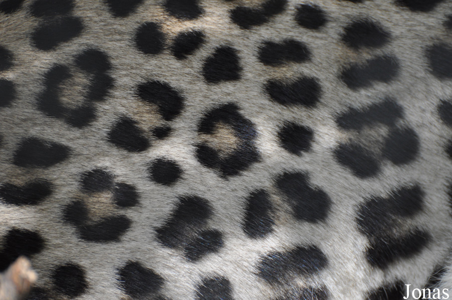 Panthera pardus nimr