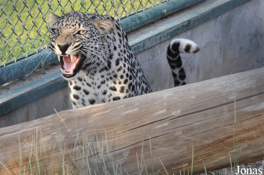 Panthera pardus nimr