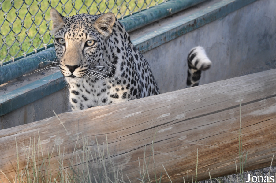 Panthera pardus nimr