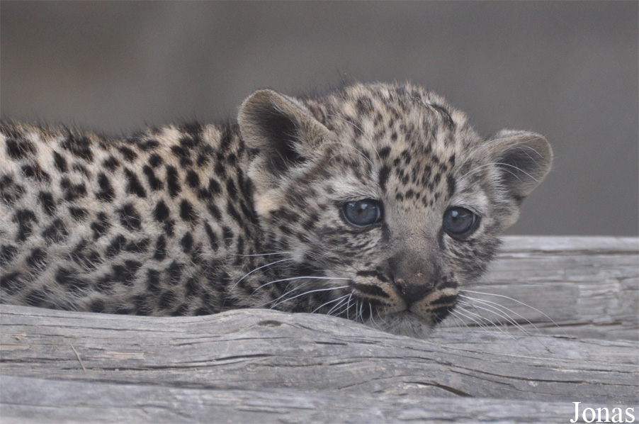 Panthera pardus nimr