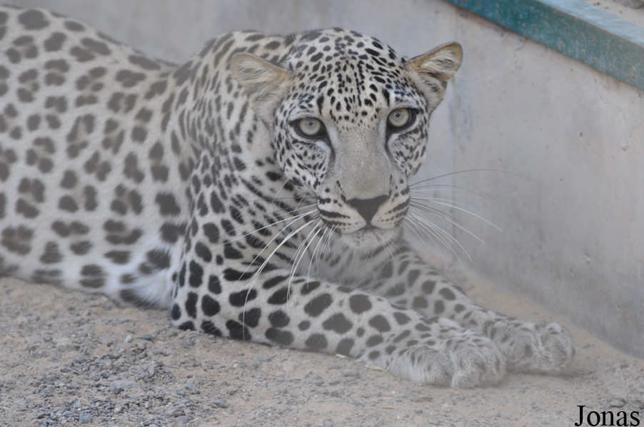 Panthera pardus nimr