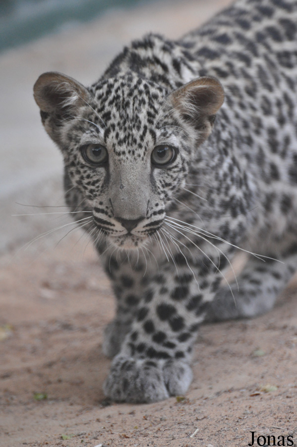 Panthera pardus nimr