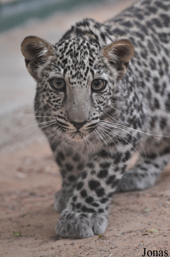 Panthera pardus nimr