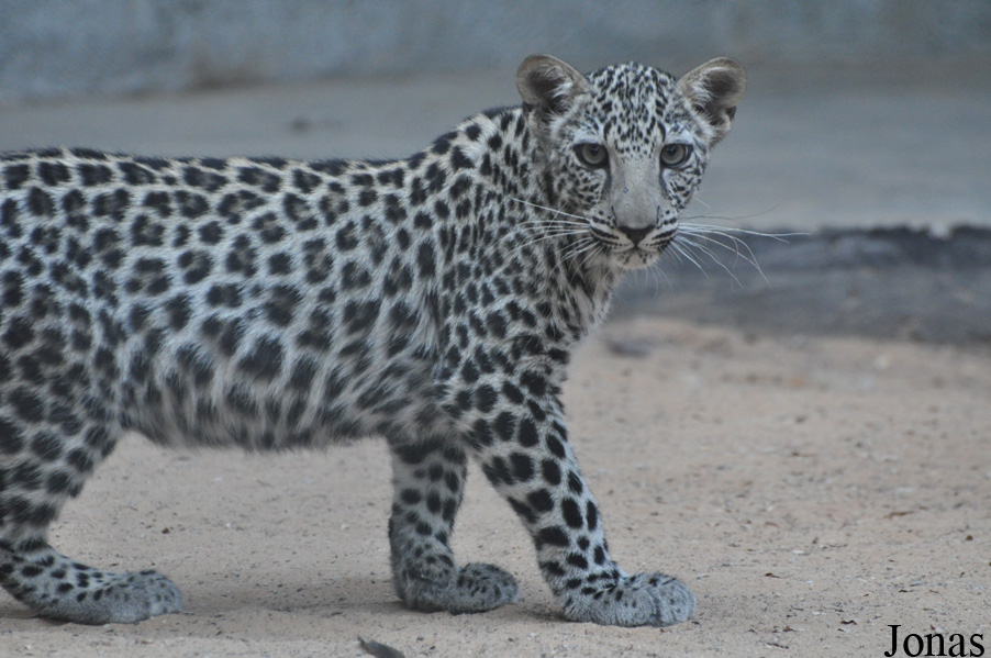 Panthera pardus nimr
