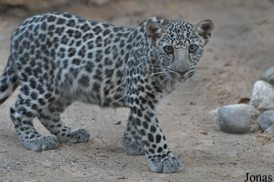 Panthera pardus nimr