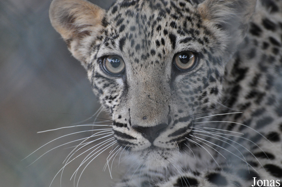 Panthera pardus nimr