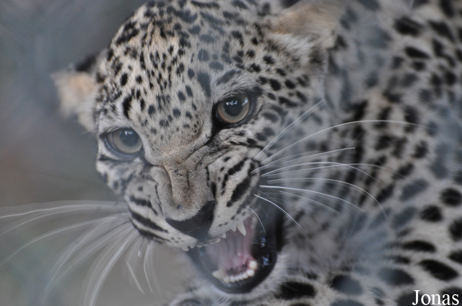 Panthera pardus nimr