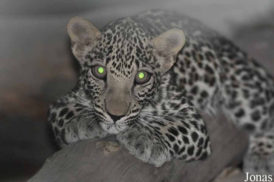 Panthera pardus nimr