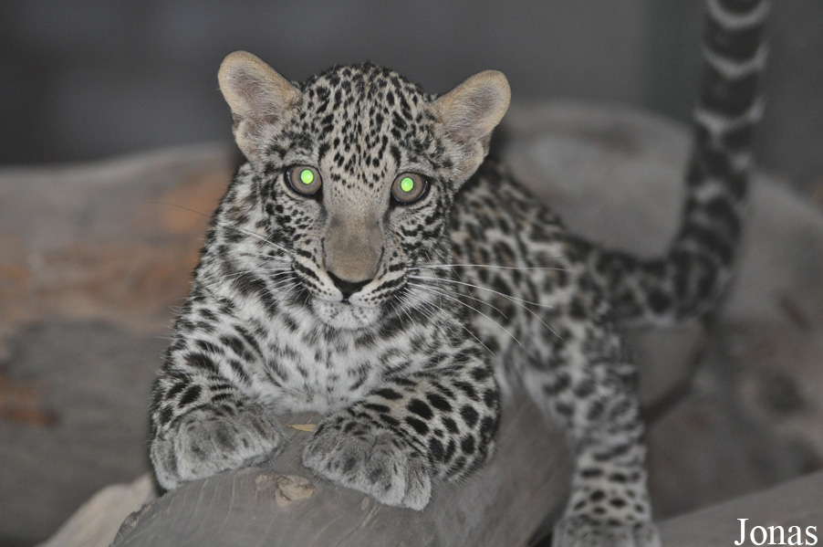 Panthera pardus nimr