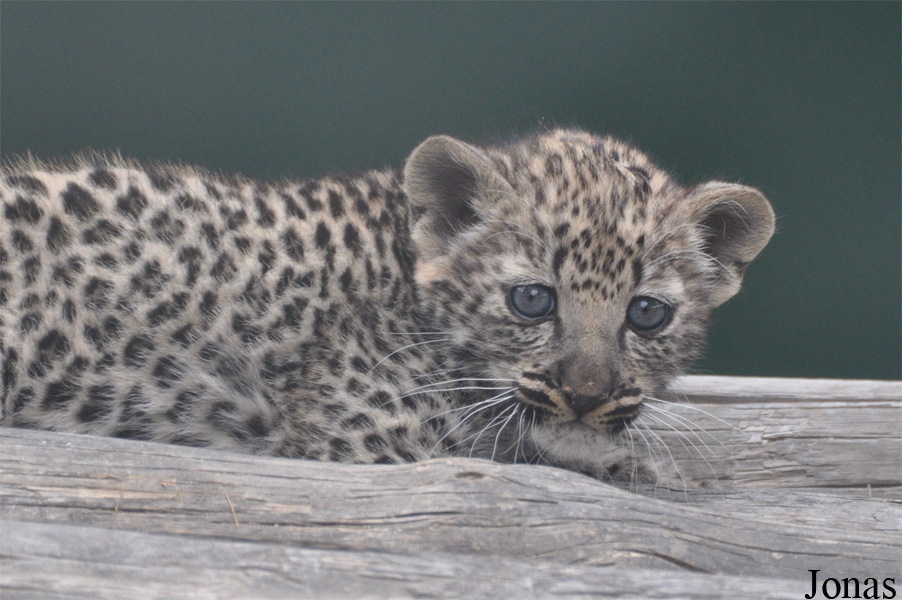 Panthera pardus nimr