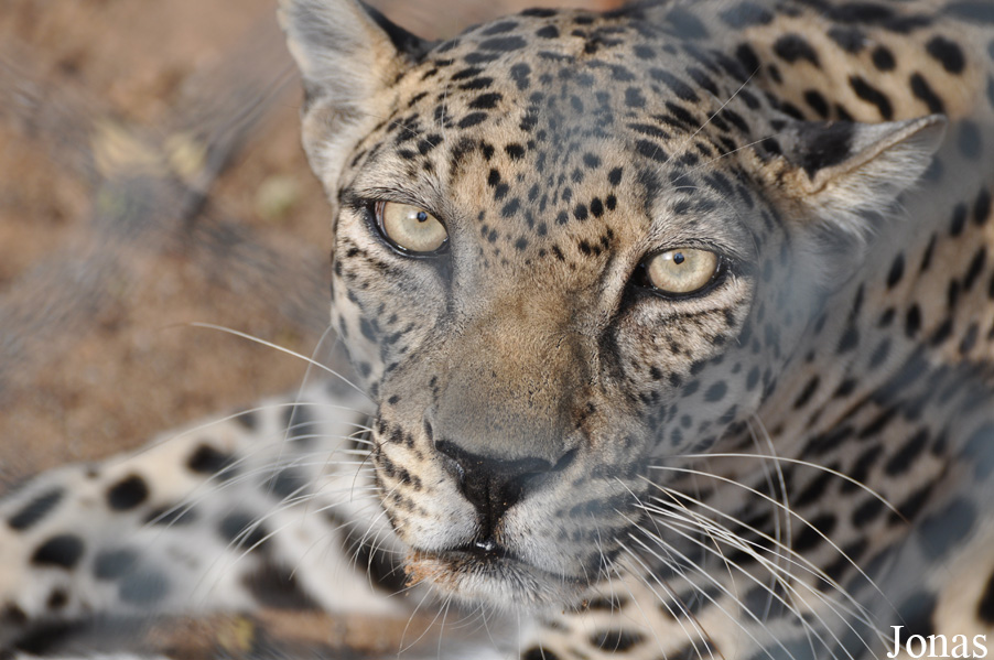 Panthera pardus nimr