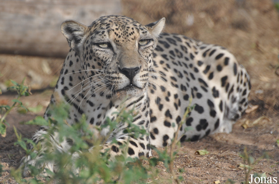 Panthera pardus nimr