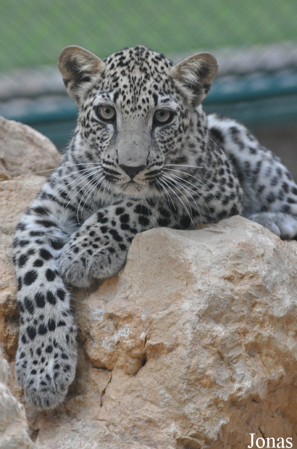 Panthera pardus nimr
