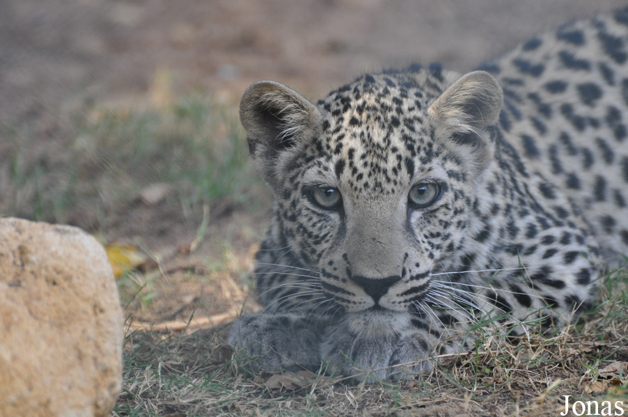 Panthera pardus nimr