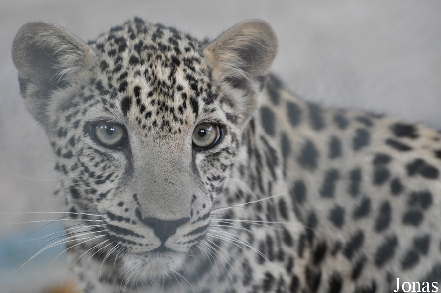 Panthera pardus nimr