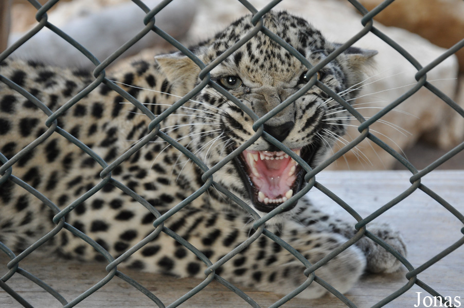 Panthera pardus nimr