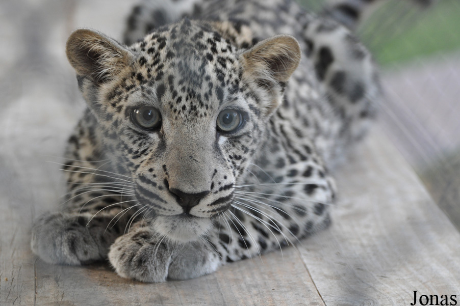 Panthera pardus nimr