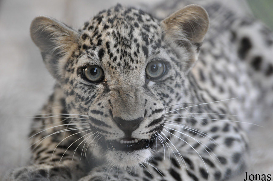 Panthera pardus nimr