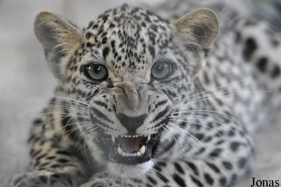 Panthera pardus nimr