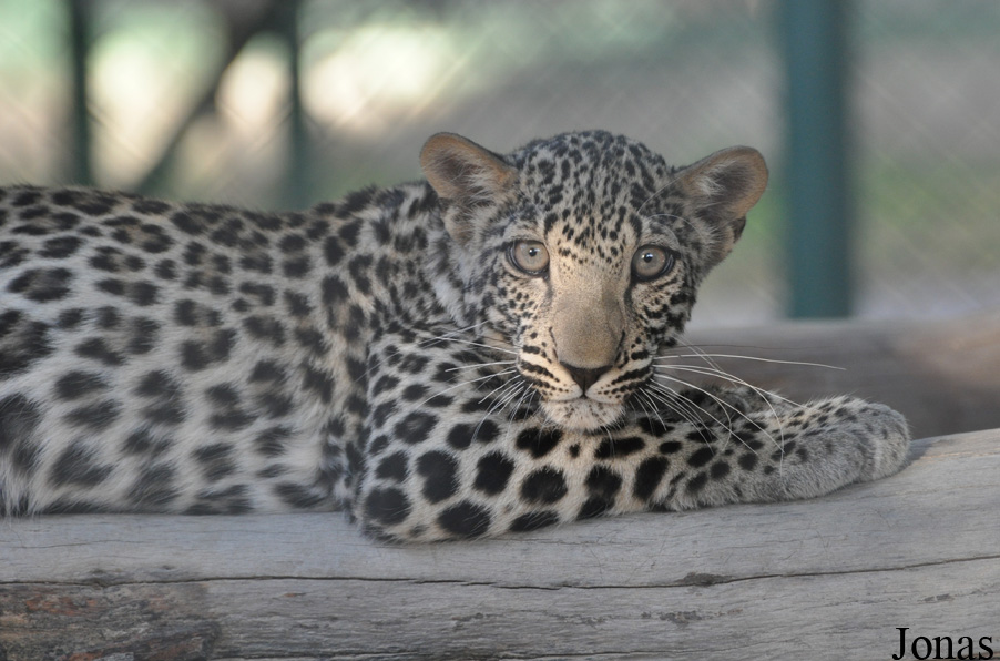 Panthera pardus nimr