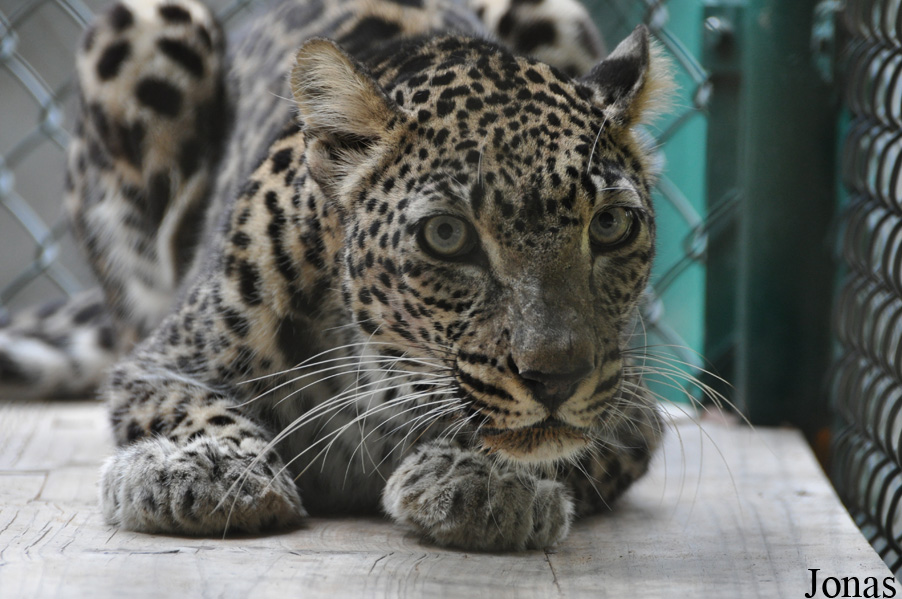 Panthera pardus nimr