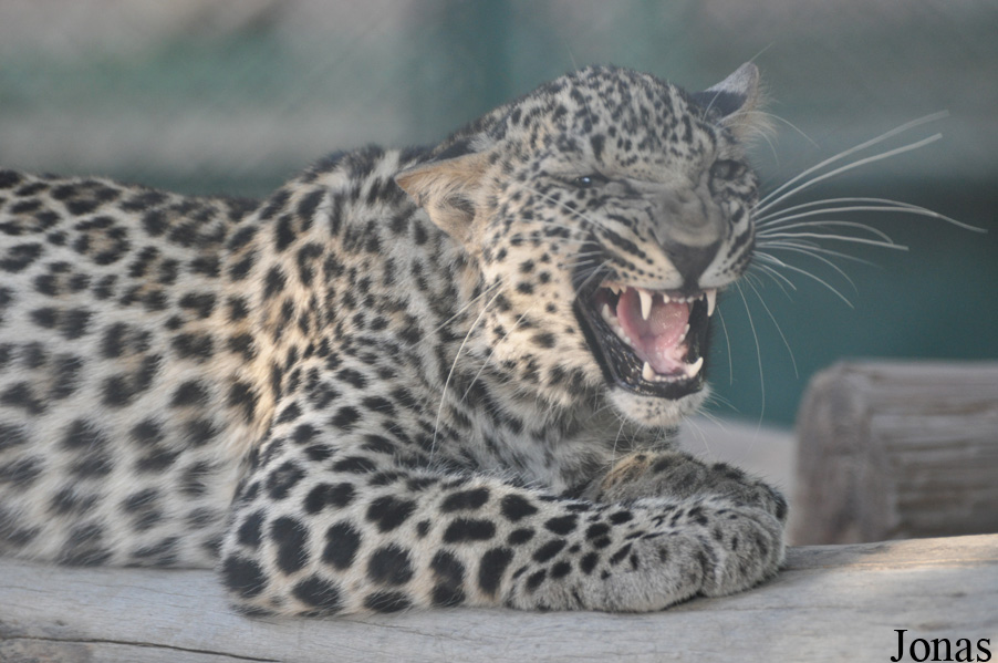 Panthera pardus nimr
