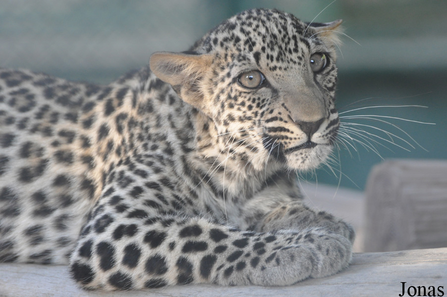 Panthera pardus nimr