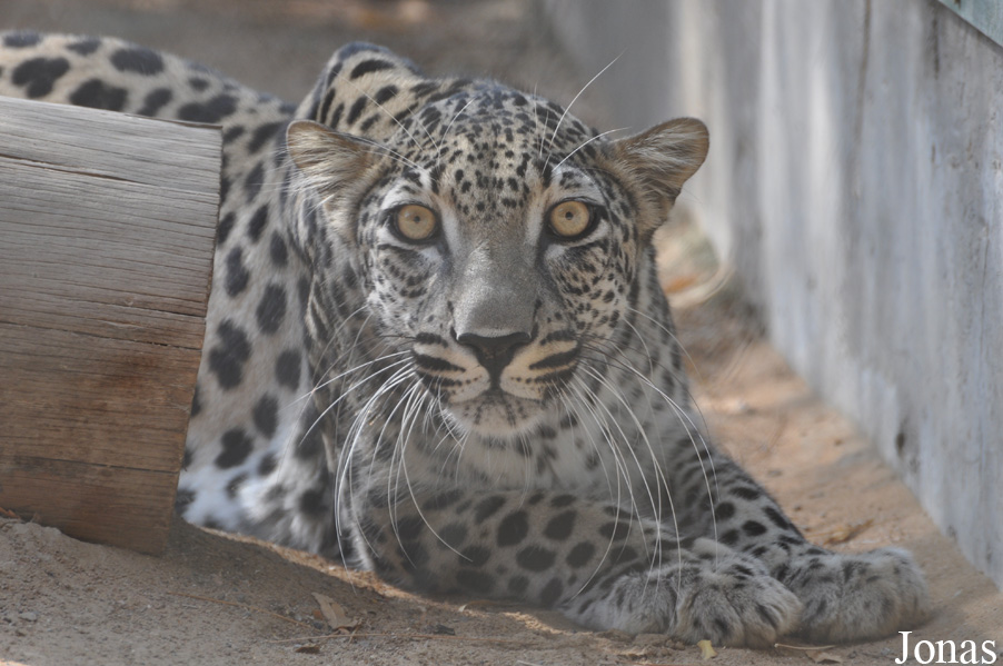 Panthera pardus nimr