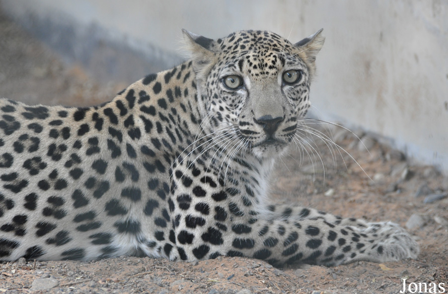 Panthera pardus nimr