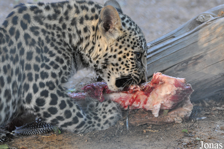 Panthera pardus nimr
